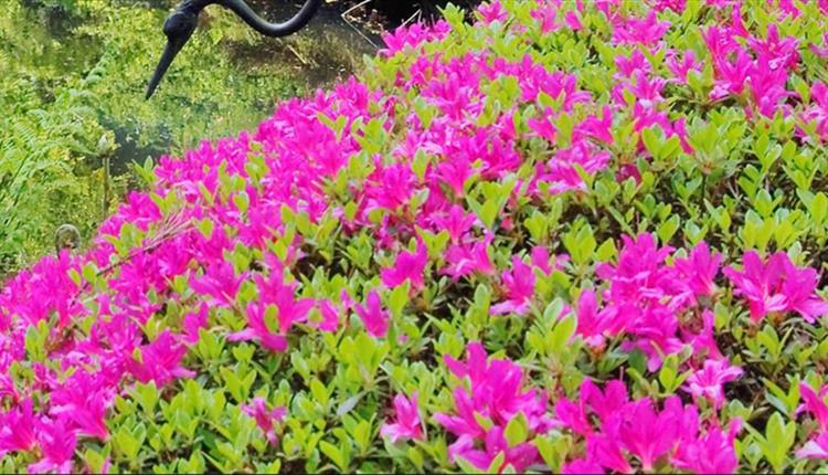 Bramhall Park - Flowers