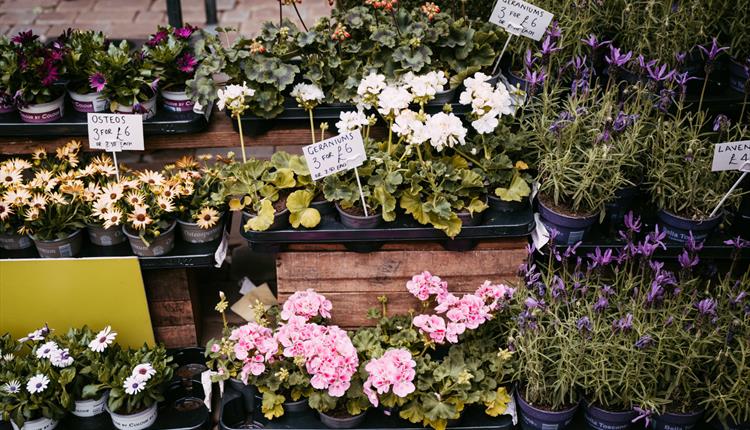 Flowers with prices at flower stall