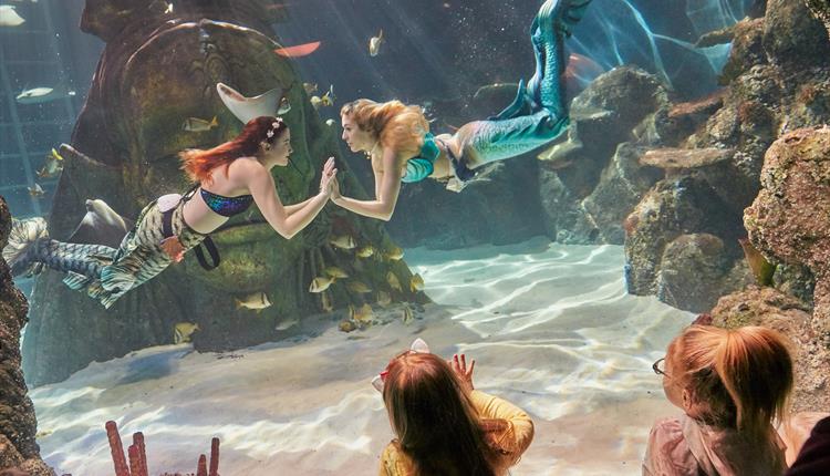 Mermaids in a pool