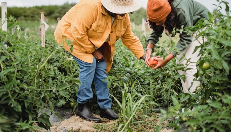 local female farmers picking vegetables during harvesting season in garden