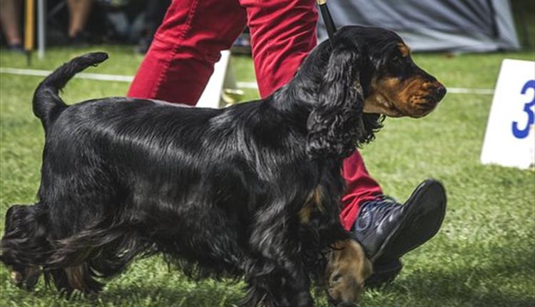 image of dog