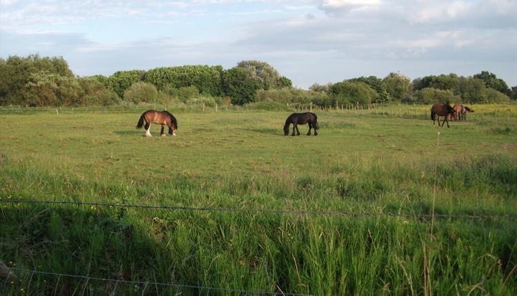 Horses grazing in Urmston Meadows