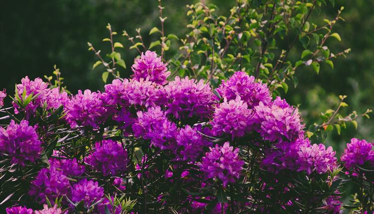Purple Rhododendron