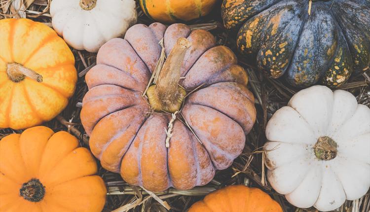Carve and Cook with Bounceback Food