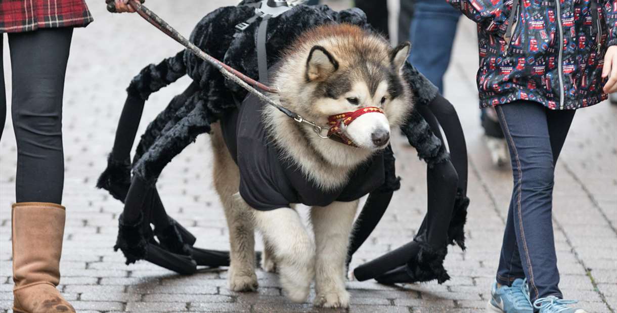 The Spooky Pooch Costume Show