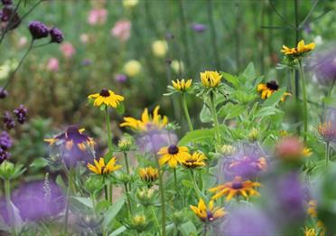 Yellow and purple flowers