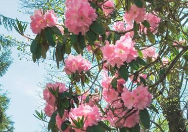 Victoria Park Blossem