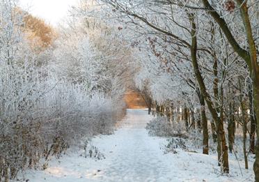 Chesham woods in the snow