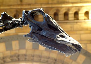 Iconic dinosaur skeleton Dippy the Diplodocus is visiting from London – and Rochdale is his North West stop