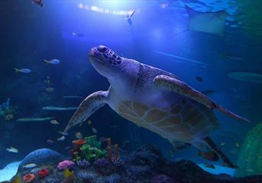 Turtle