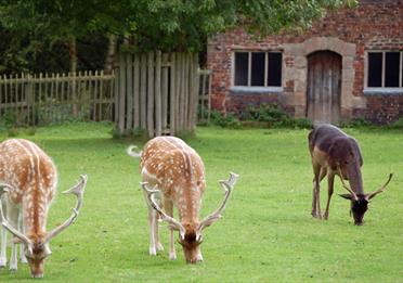 Deers in Dunham Park