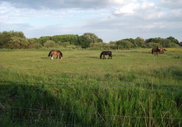 Horses grazing in Urmston Meadows