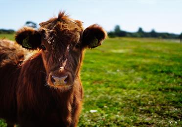 Brown Cattle on Green Lawn Grass during Daytime
