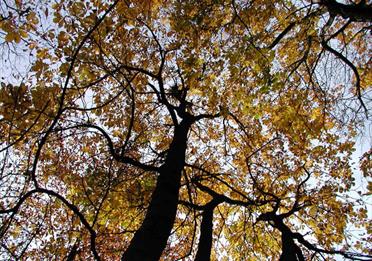 Trees at Redisher Woods