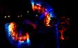 RHS Bridgewater Glow 2023