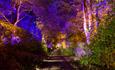 Illuminated forest