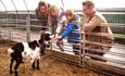 Petting a goat at Hall Hill Farm