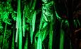 Illuminated green trees
