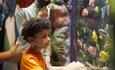 Boy looking at fish in Sea Life Manchester
