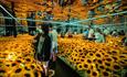 Van Gogh Alive Exhibition