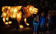 Lanterns and Light at Chester Zoo