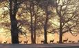 Tatton gardens