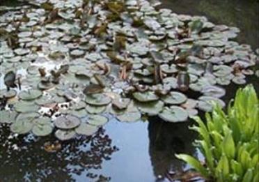 Lilly pond