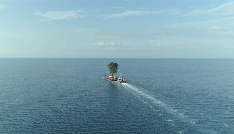 Ship carrying a tree