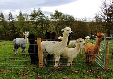 Teesdale Alpacas Farm