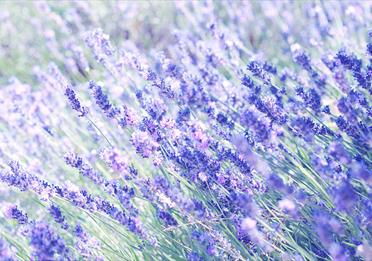 Purple lavendar plants