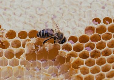 Honeyworks Bee Garden