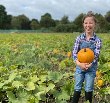 Girl picking a pumpkin at Dunham Pumpkin Patch