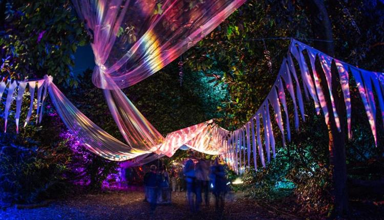 Magical Woodland Lost Woods light installation