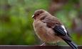 Little brown bird