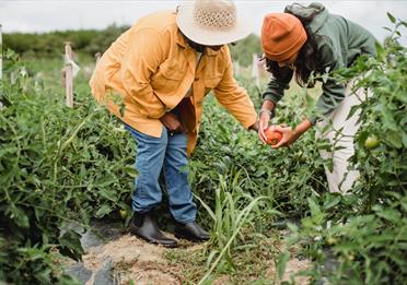 local female farmers picking vegetables during harvesting season in garden