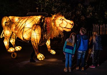 Lanterns and Light at Chester Zoo