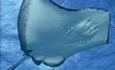 blue planet aquarium - ray