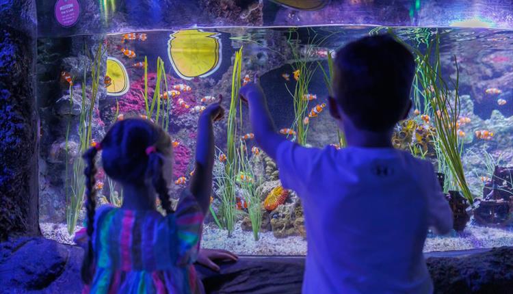 Children looking in a tank at SEALIFE Manchester