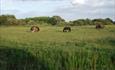 Horses grazing in Urmston Meadows