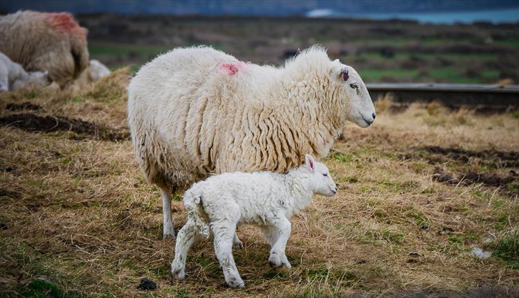 Photo of Mother Sheep and Lamb on Field

