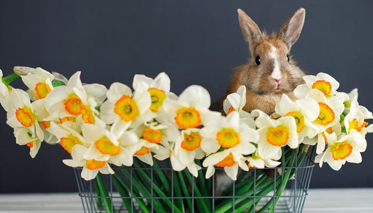 Rabbit and Flowers in Metal Basket
