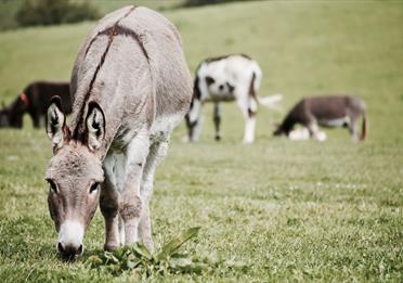 Donkeys on Grass Field
