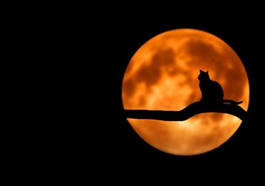 Cat with a backdrop of a full moon