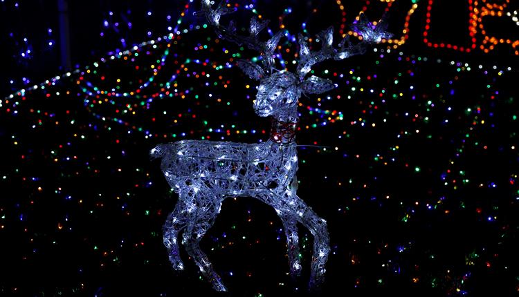 Reindeer out of Christmas Lights
