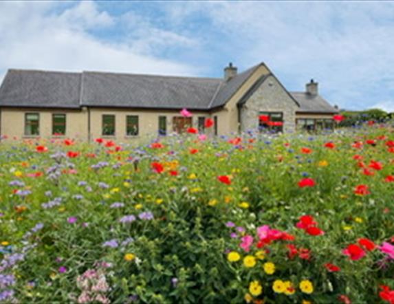 Beautiful modern bungalow with wild flowers growing in the garden