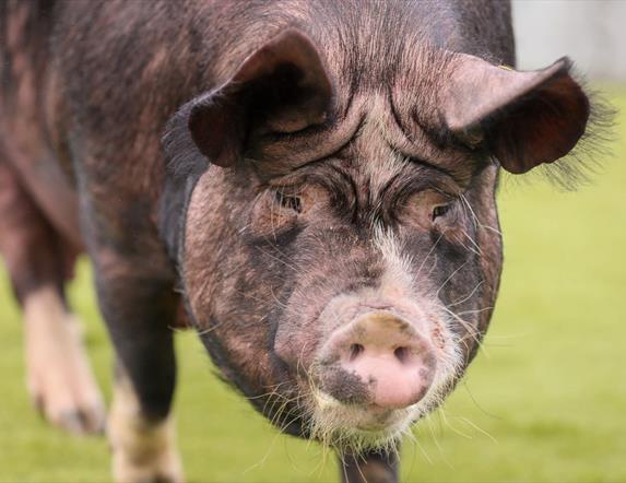 Clogher Valley Show