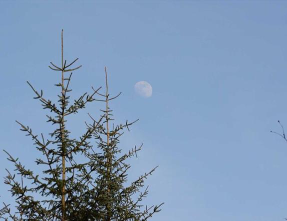 The Moon in the sky above trees in the forest