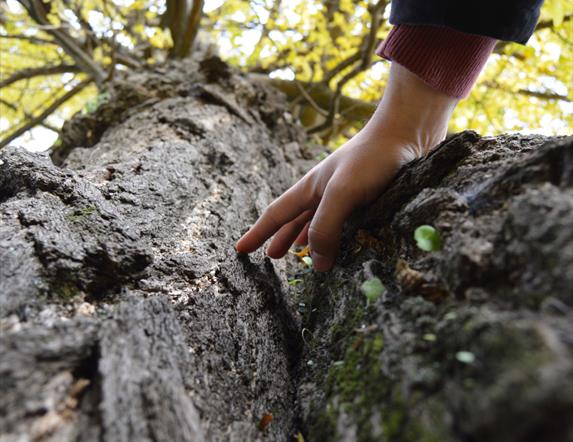 Drumnaph Nature Reserve Tree Therapy