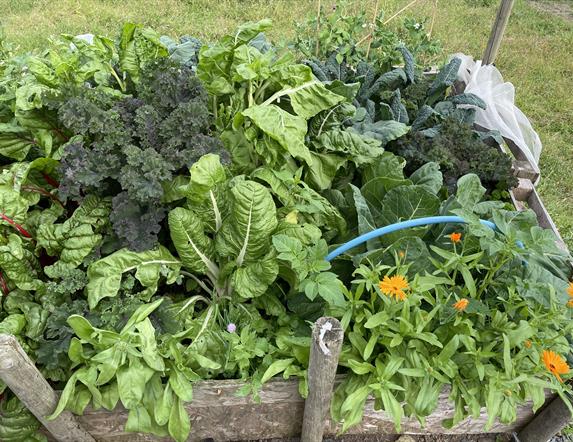 Box of homegrown vegetables and flowers