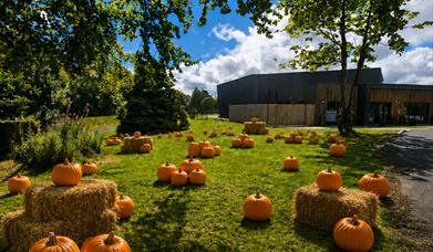 Lots of pumpkins spread out over the grass area and under the trees